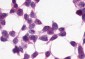 XPR1 Antibody (C-Terminus)